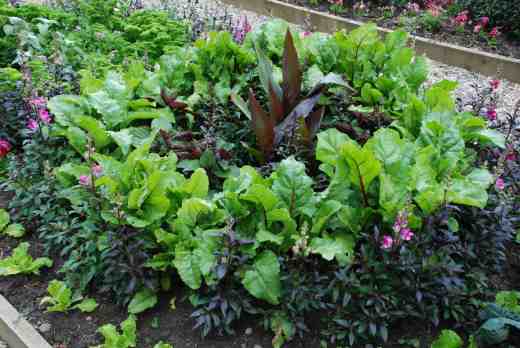 Perilla is a pretty herb with a strange taste - here planted with canna and antirrhinums surrounded by beet 
