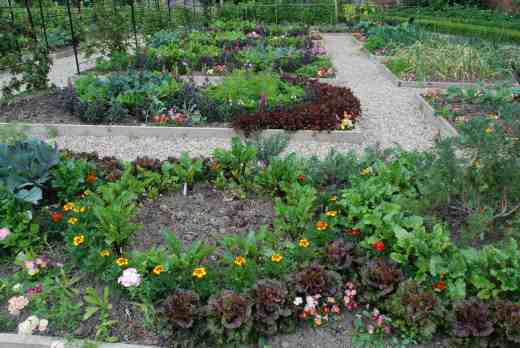 A bed of 'Sweetheart' lettuce ( my favourite) has been cropped and just sown with dwarf French beans