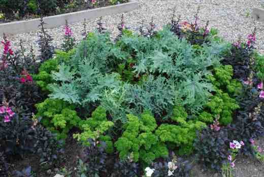 A mix of 'Peacock' kale and 'Bolshoi' kale with pelargonium 'Lord Bute' surrounded by parsley