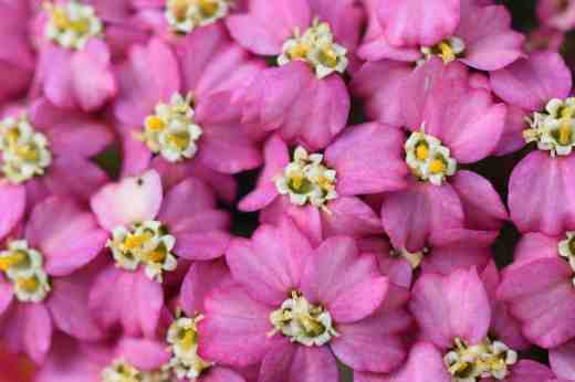 They may look like some exotic tropical bloom or a strange euphorbia but these are just the blooms of achillea - as seen by a bee