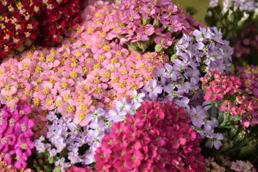 achillea flowerburst cut2