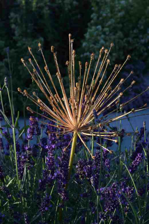 allium spider lavender