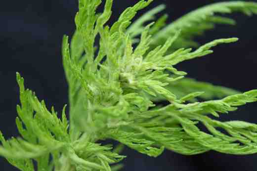 artemisia annua