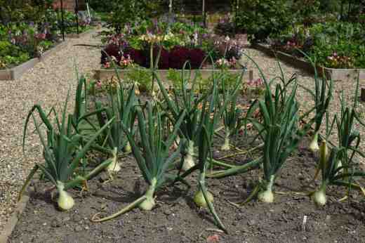 Big onions fail to wow