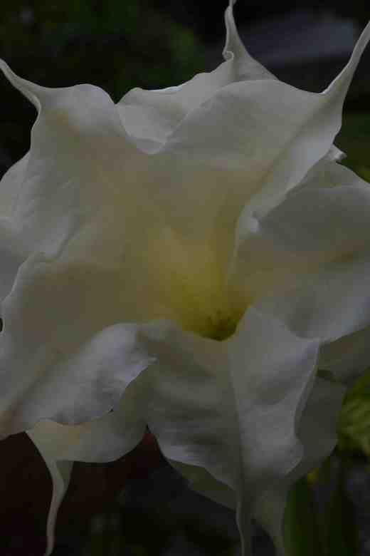 brugman Angels fantasy2