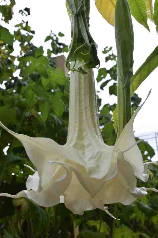 brugman Angels fantasy3