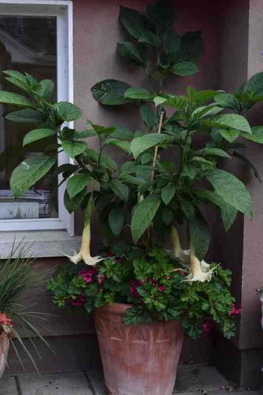 brugmansia fed