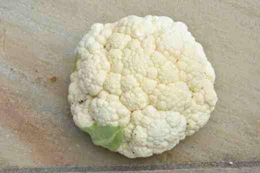 cauli aspporo f1