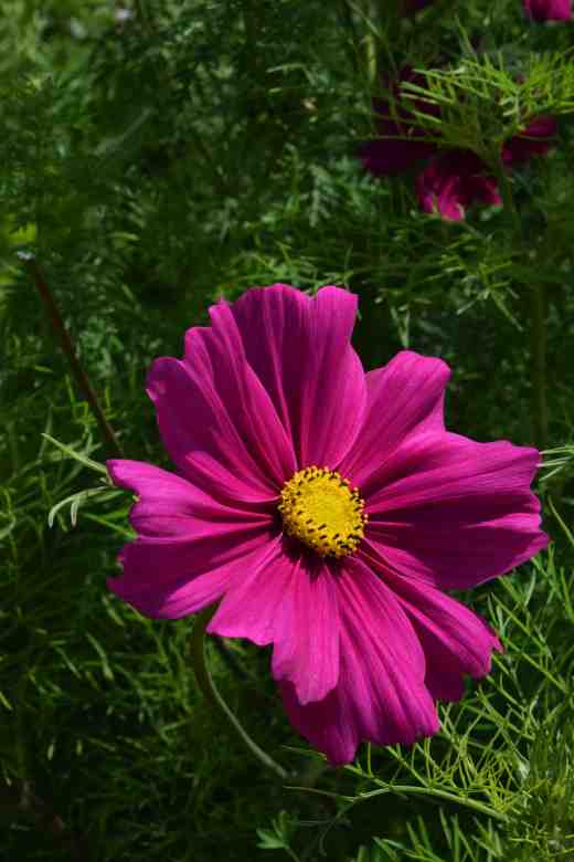 cosmos bip july 14 3