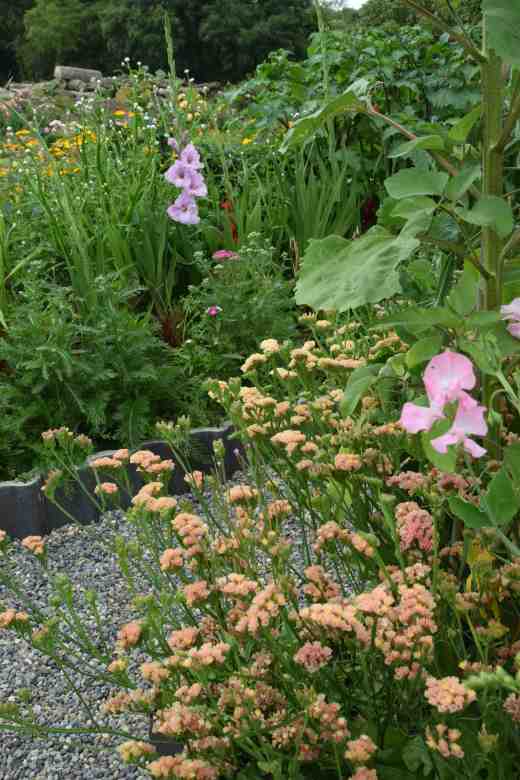 Apricot statice planted around the sweet peas with the first glad' flowering in the distance