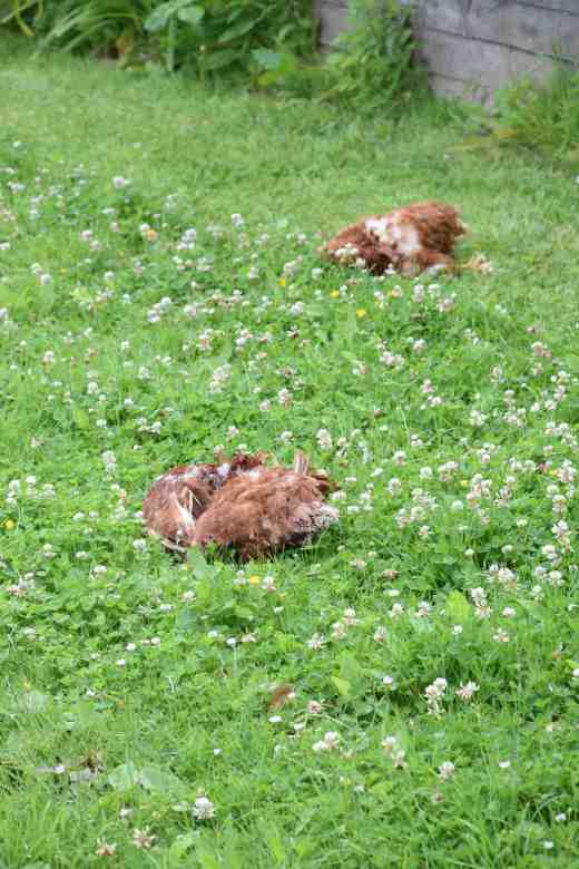 dead chickens july 92