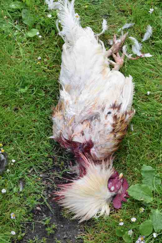 dead chickens july 93