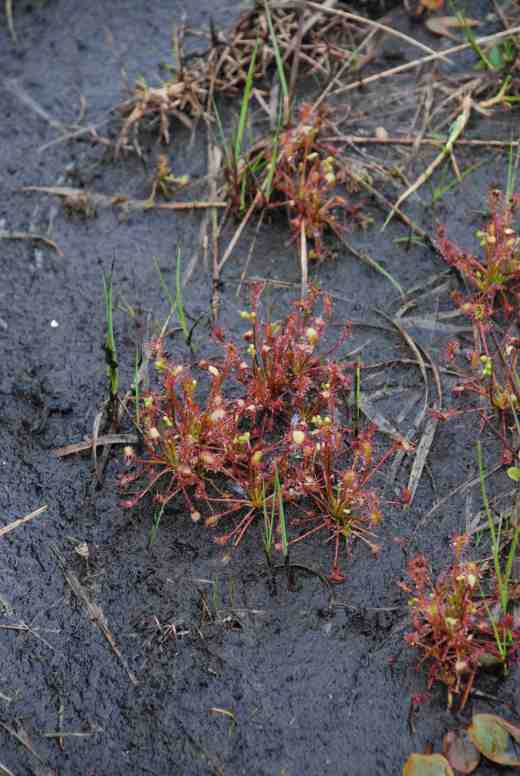 Sundews (drosera) growing in the low-lying areas of the bog around the peat cutting