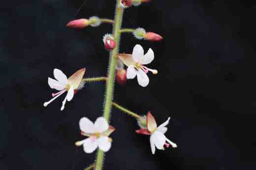 enchanters nighshade close2