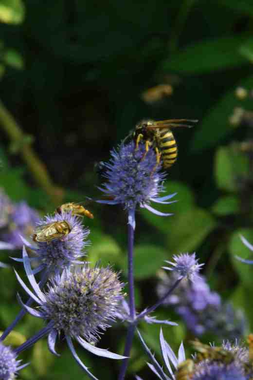 eryngium jade frost2