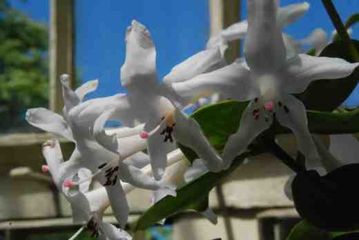 Vireya rhododendron 'Magic Flute'. Not only are the flowers beautiful but they are strongly scented of carnations