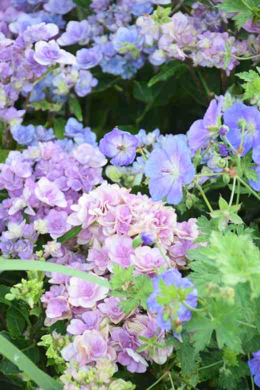 hydrangea after colourant2