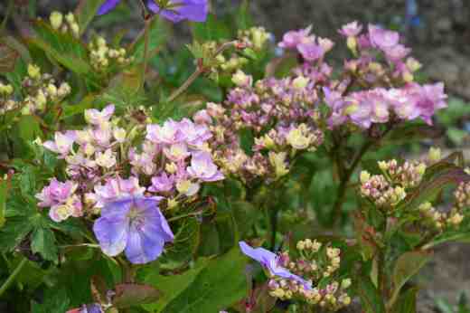 hydrangea after colourant3