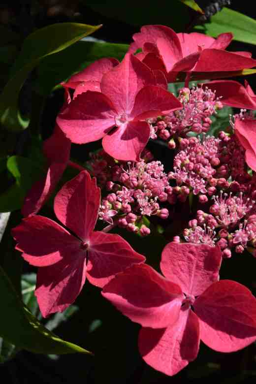hydrangea mac selina july 14