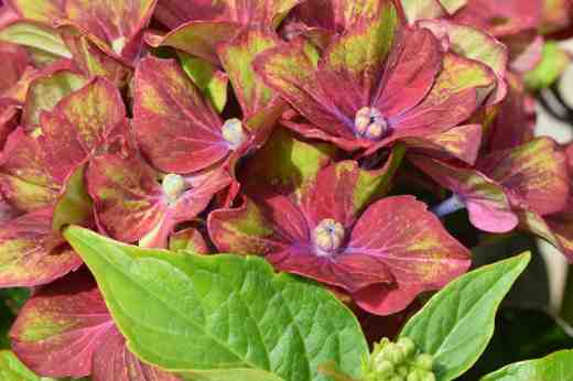 hydrangea schloss wackerbarth