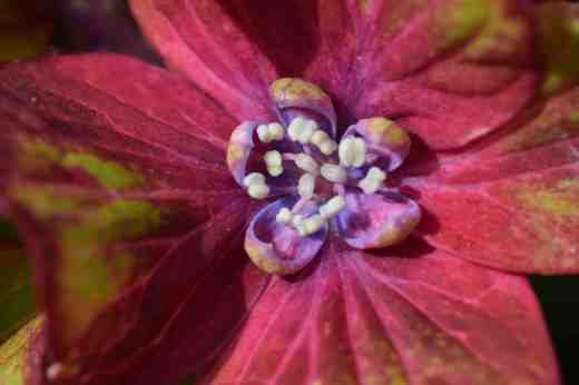 hydrangea schloss wackerbarth3