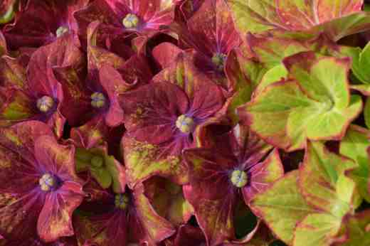 hydrangea schloss wackerbarth5