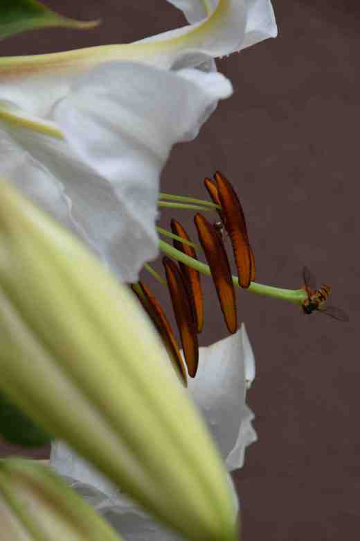 lily casablanca july 14