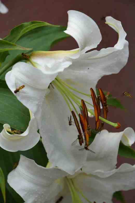 lily casablanca july 144