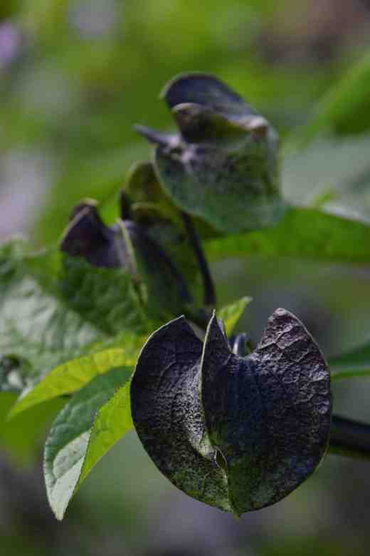 nicandra pods