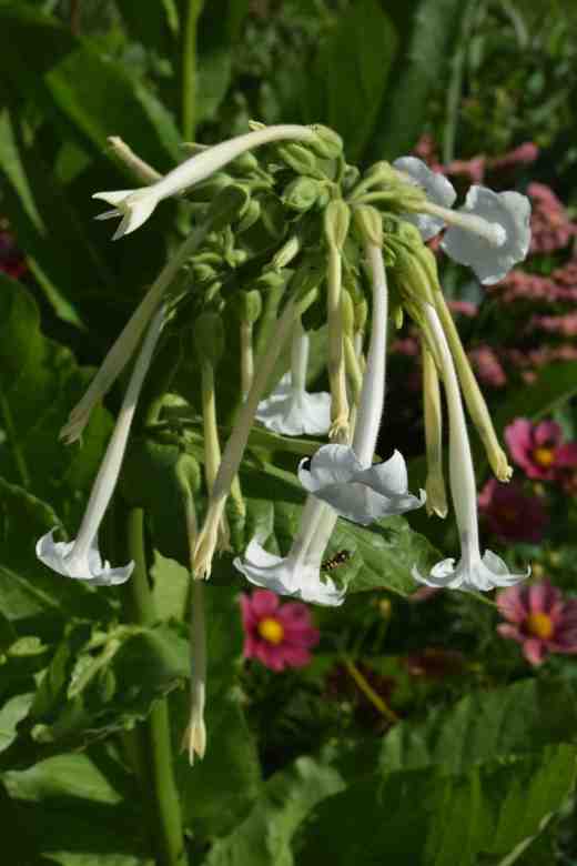 nicotiana sylvestris