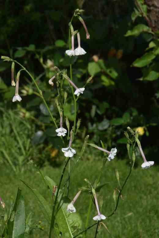 nicotiana white