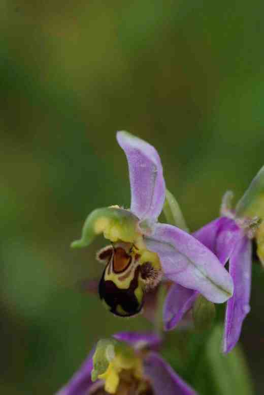 Ophrys apifera, just one of the many orchids found on The Burren