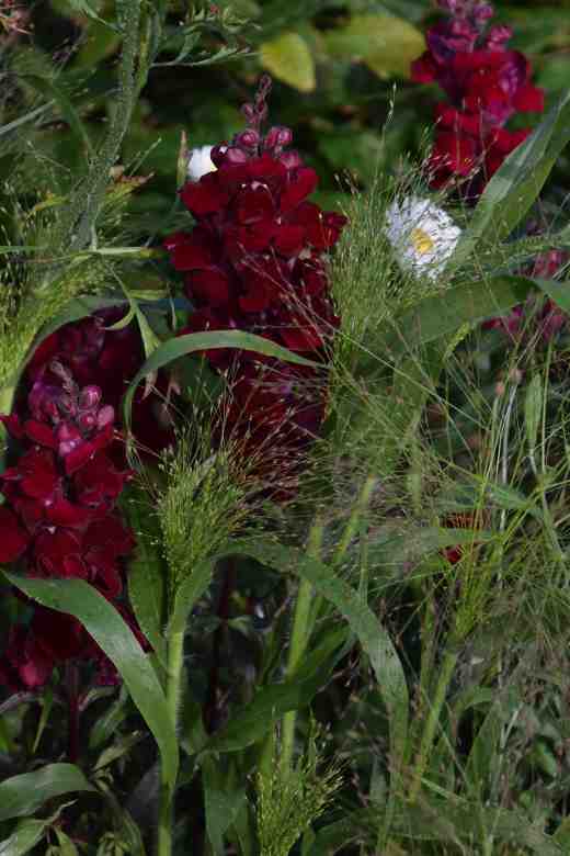 panicum frosted explosion