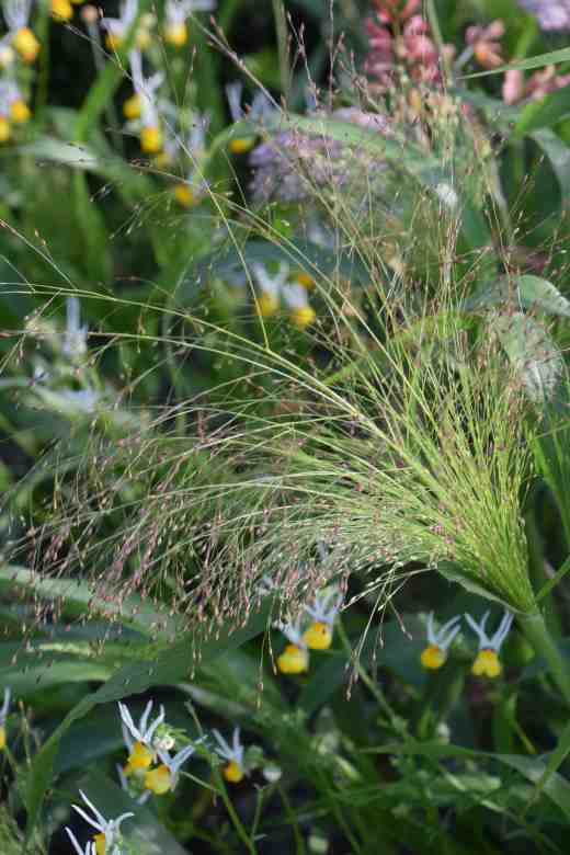 panicum frosted explosion2
