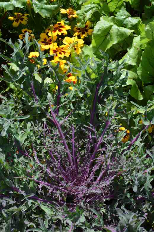 peacock kale july 14