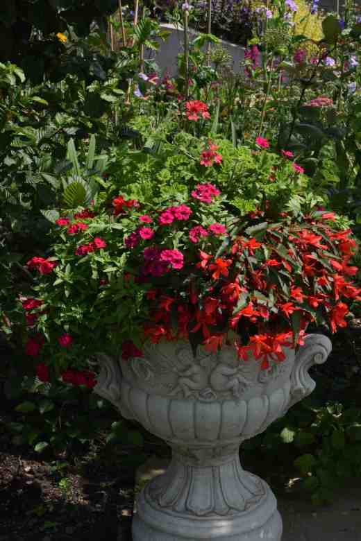 Phlox drummondii Schiaperelli