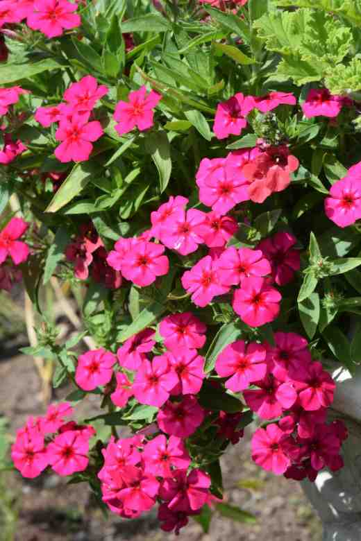 Phlox drummondii Schiaperelli2