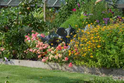 phlox of sheep july 14