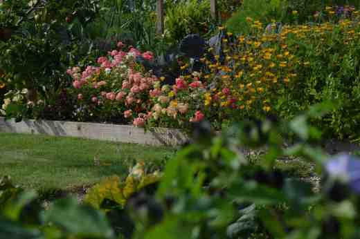 phox of sheep 14 july