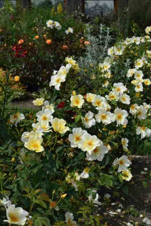 In its second year 'Golden Wings' is making more of a show and the potential of the hedge is becoming clear