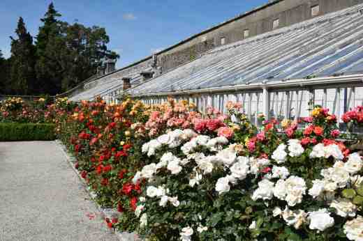 roses  powerscourt