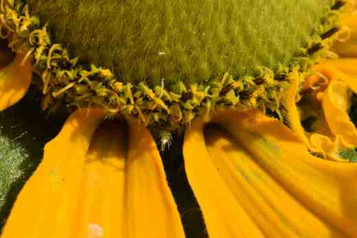 rudbeckia irish eyes