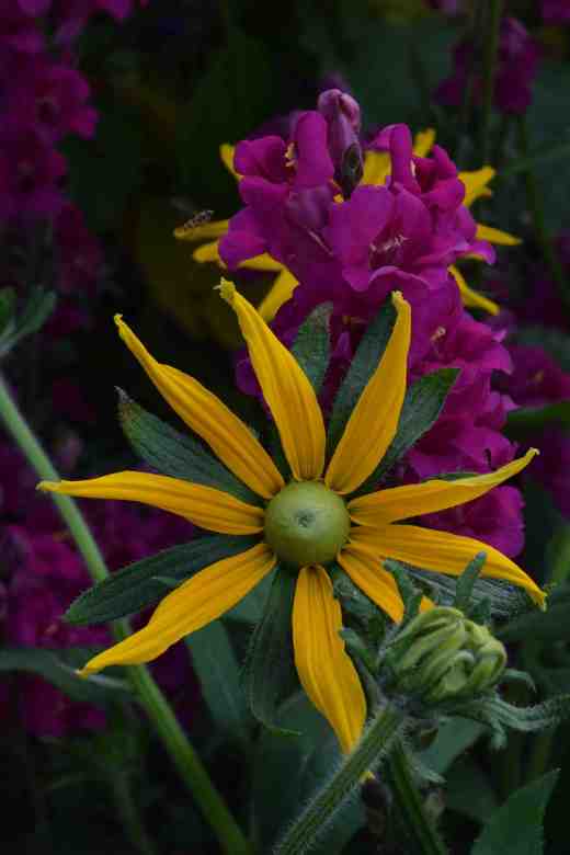 rudbeckia irish eyes2
