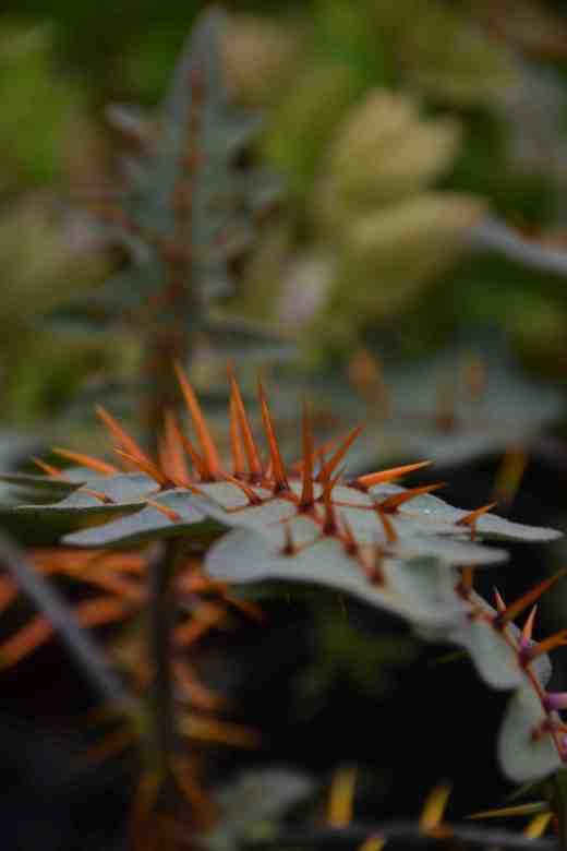 solanum pyracanthum3