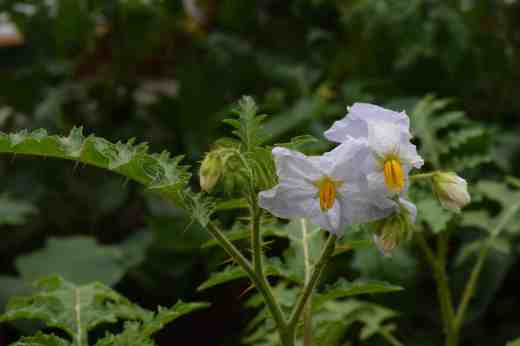 solanum sisymbri