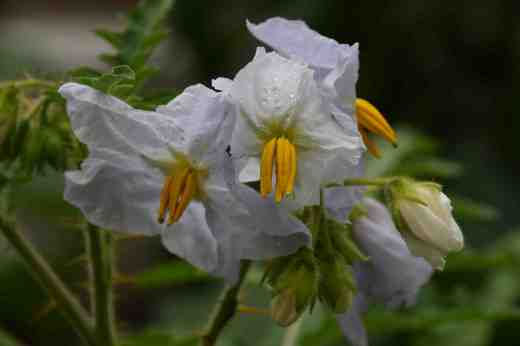 solanum sisymbrifol