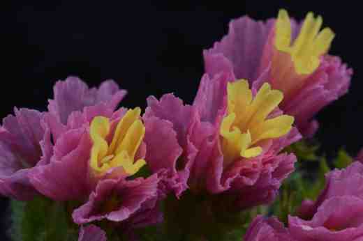 Close-up of the flowers