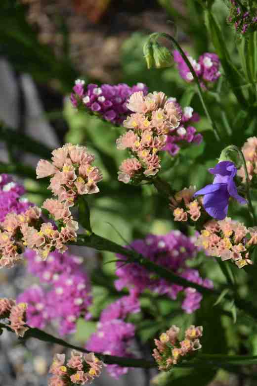 growing in the border