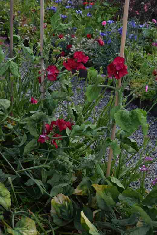 sweet peas layered july