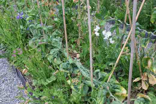 sweet peas layered july3